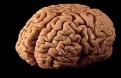 Мозок, що живе поза тілом: Біологи навчилися підримувати його життя понад  добу